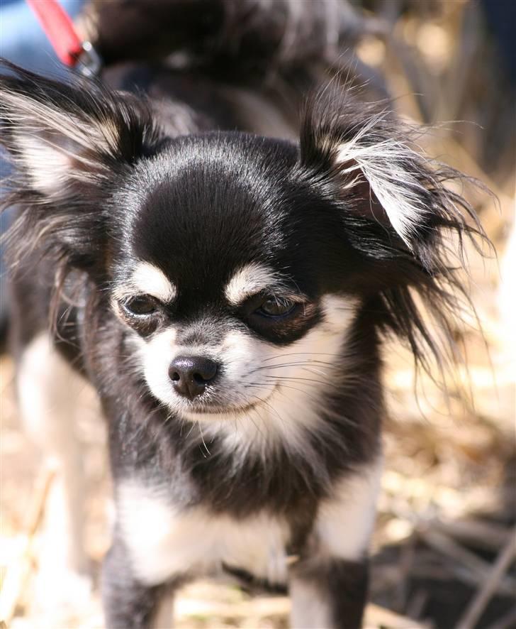 Ringridning i Løve billede 18