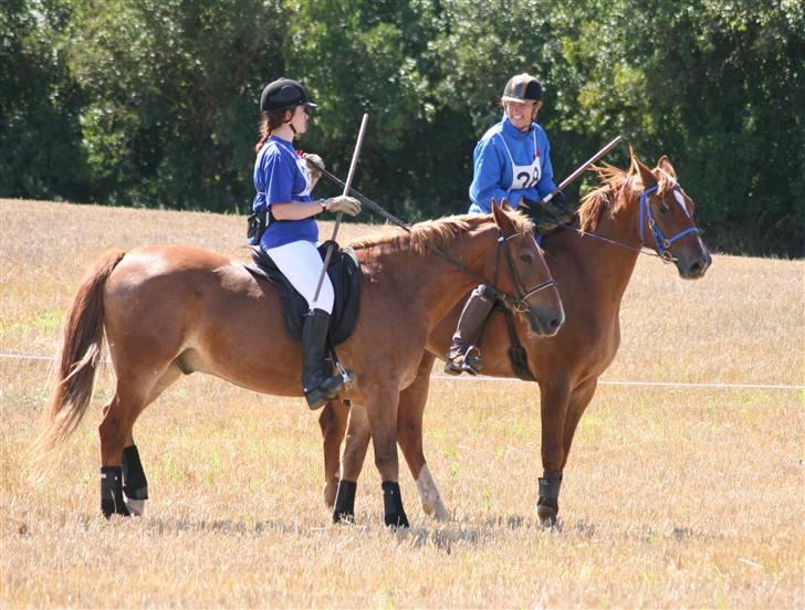 Ringridning i Løve billede 20