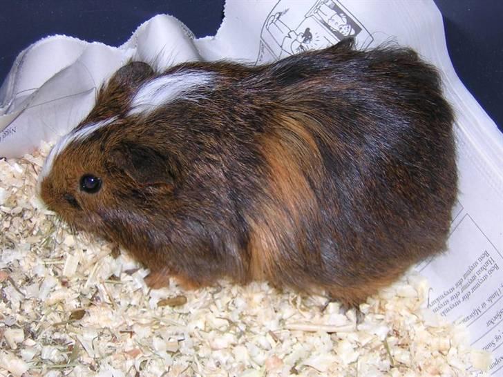 Mine marsvin :D - Rex da han var lille :D Er han ik kær ?? =) Forstår i ik, at jeg troede på at han var ægte angore?
Taget: 23-10-2003 billede 1