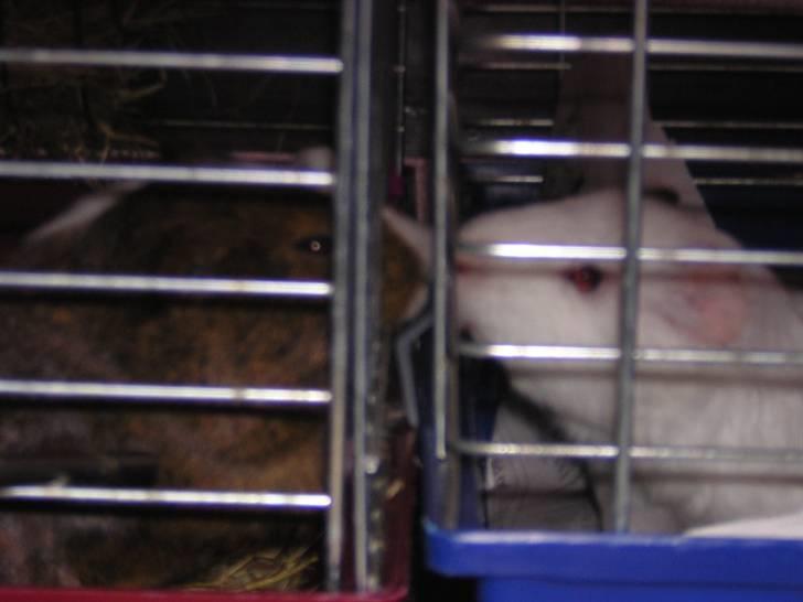 Mine marsvin :D - Ej Rex altså ... Er du din kone utro??? hehe :P (den anden er Flikra min søsters gamle marsvin)
Taget: 09-12-2003 billede 2