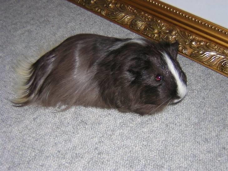 Mine marsvin :D - Smukke Black!! :) En af Rex og Misha's unger :o)
Taget: ? billede 4