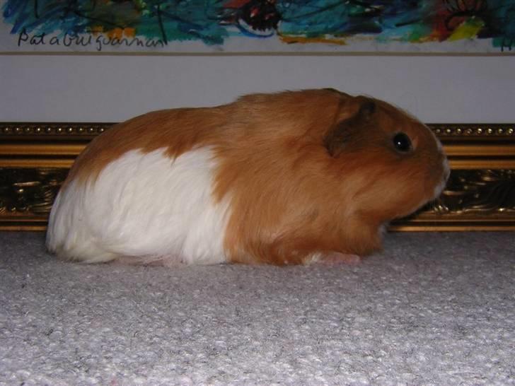 Mine marsvin :D - Endnu en af ungerne ... ;)
Taget: ? Samme dag som det ovenover ... billede 5