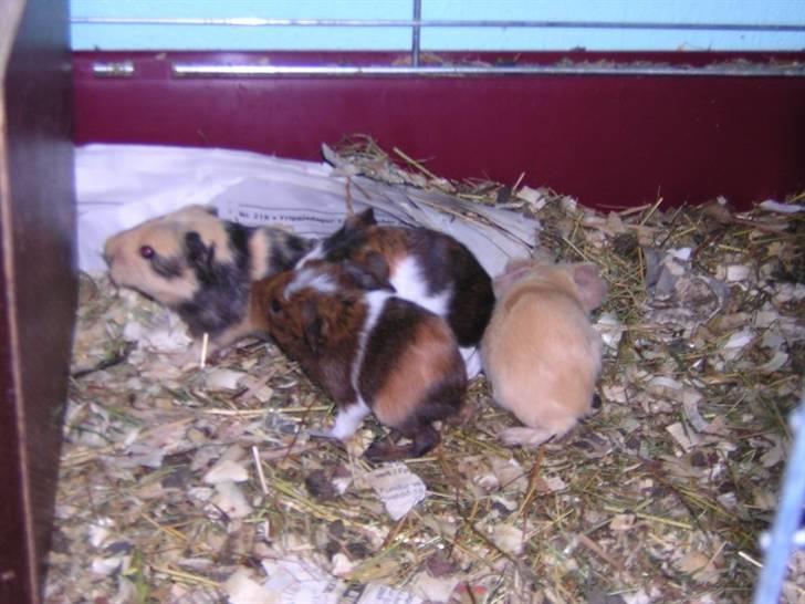 Mine marsvin :D - Ved godt at buret trenger til at skiftest .. Men er de ik bare totalt kære?? :D
Taget: Ved ik helt, men de blev født 1. des. 2004 =) billede 6