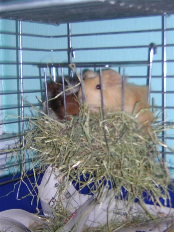 Mine marsvin :D - Altså unger ... Jeg tror at i har misforstået noget ... hehe :P
Unger fra samme kuld som ovenfor ^^
Taget: 10-01-2005 billede 7