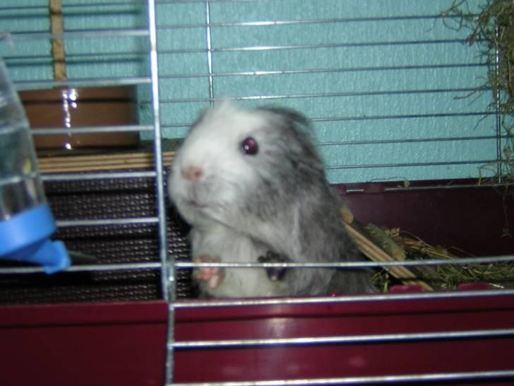 Mine marsvin :D - Misha ... ;)
Taget: 10-01-2005 billede 8