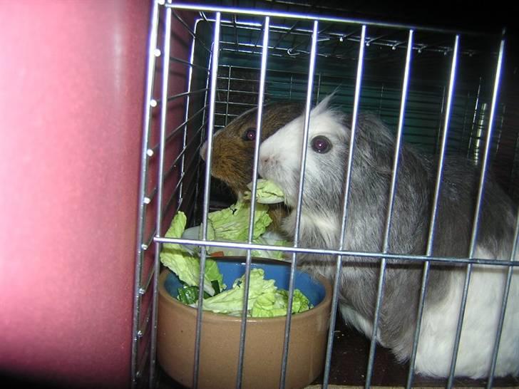 Mine marsvin :D - Mmmm ... nam.. gnaske gnaske ... ! =)
Taget: 07-07-2005 billede 9