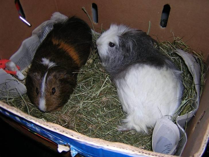 Mine marsvin :D - Her ligger de og strækker sig, mens de venter på at deres bur bliver skiftet ... :)
Taget: 08-08-2005 billede 10