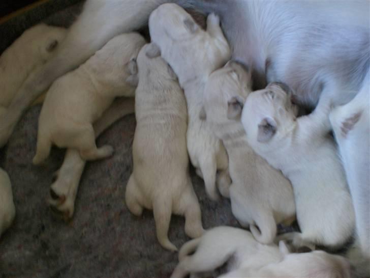 Min søde hund, Blondie. - Hvalpene for mad. billede 31