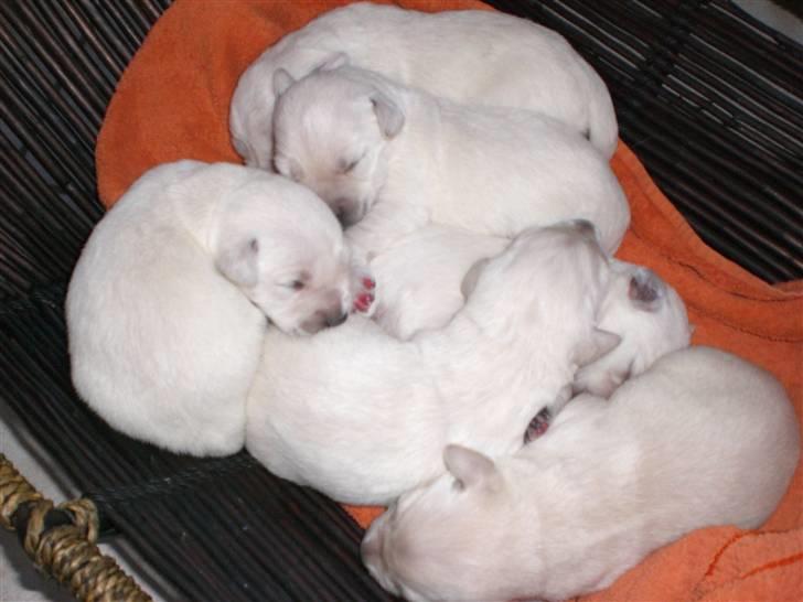 Min søde hund, Blondie. - 6 af de søde hvalpe. billede 32