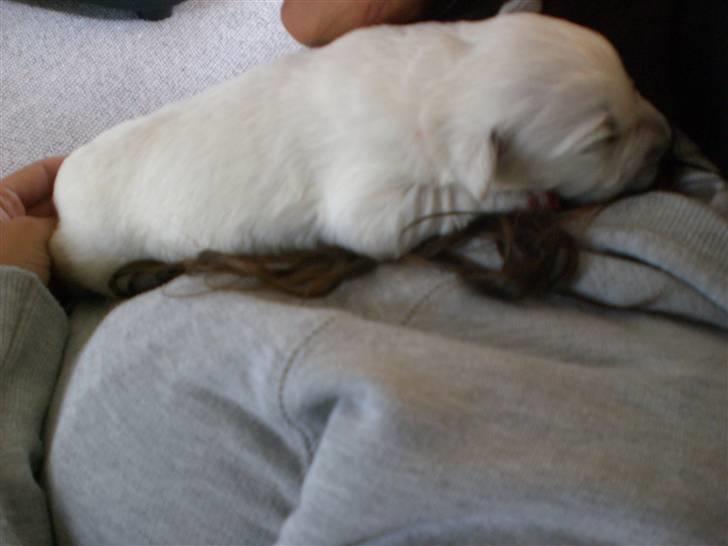 Min søde hund, Blondie. - En af de små nuttede isbjørne :) billede 33