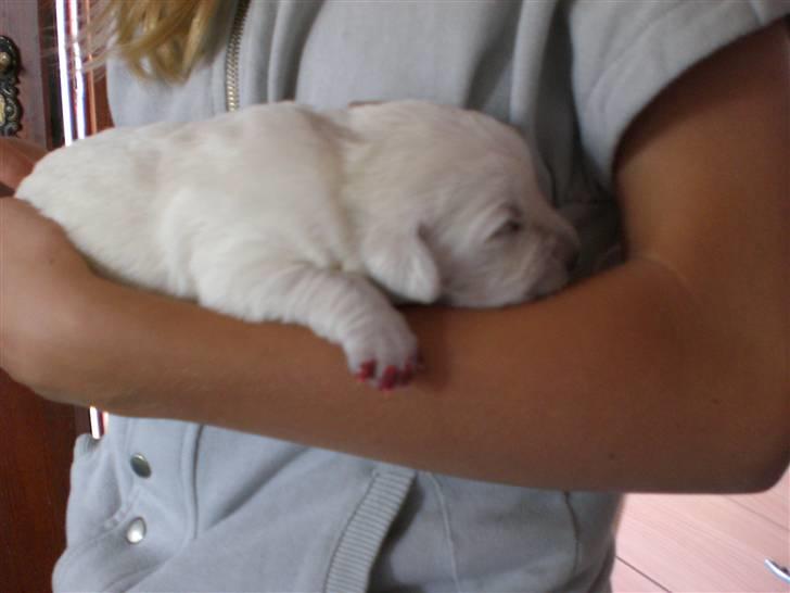 Min søde hund, Blondie. - Hvor er han sød. billede 34