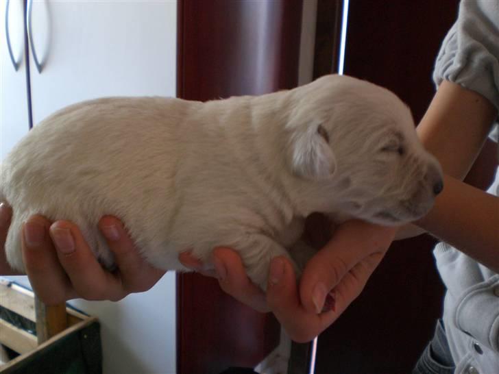 Min søde hund, Blondie. - Lille stump. billede 35