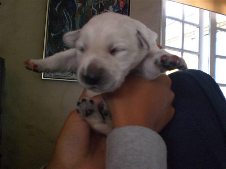 Min søde hund, Blondie. - JUBIII, I CAN FLY ! billede 36