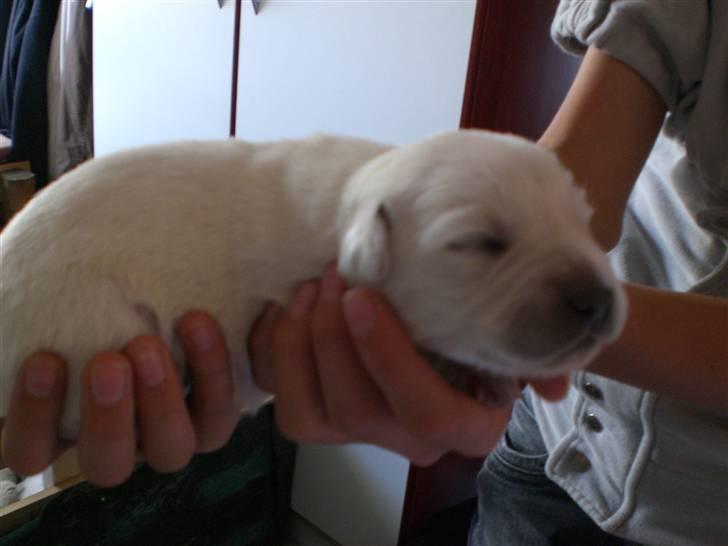 Min søde hund, Blondie. - Nåårh hihi, hva er det ?? billede 37