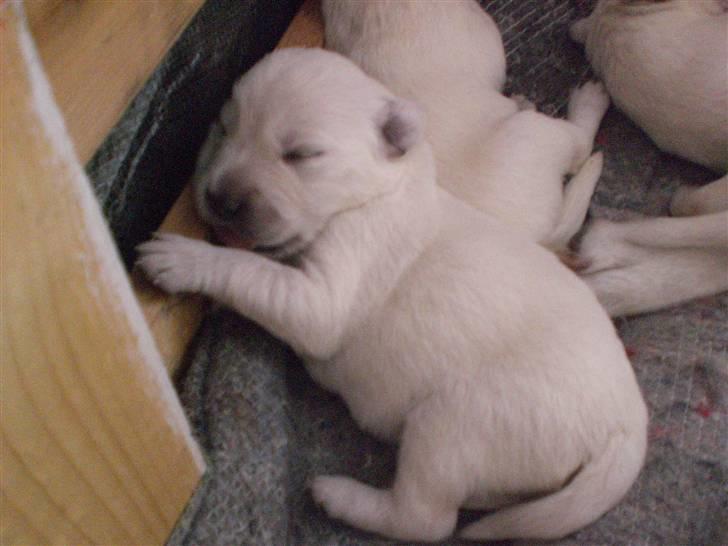 Min søde hund, Blondie. - Nåårh hvor er hun sød... billede 38