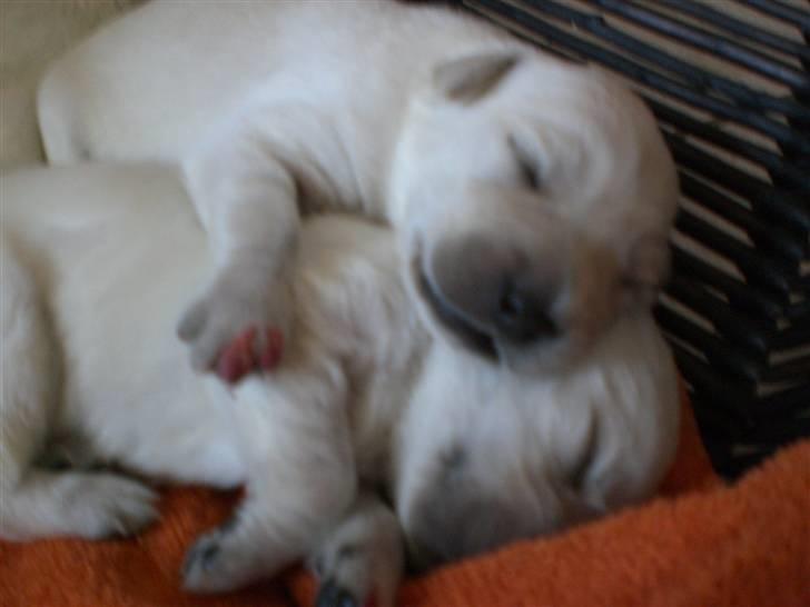 Min søde hund, Blondie. - Bedste venner :) billede 39