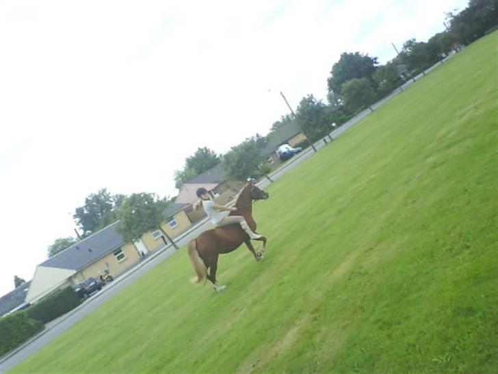 Gøg og gokke på tur XD billede 4