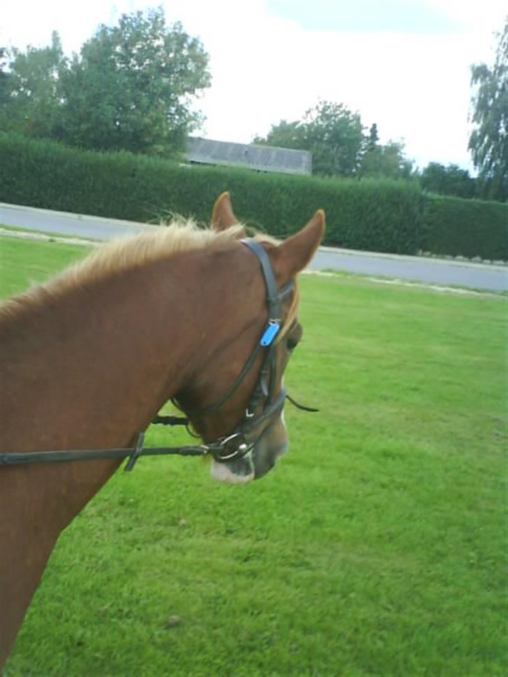 Gøg og gokke på tur XD billede 11