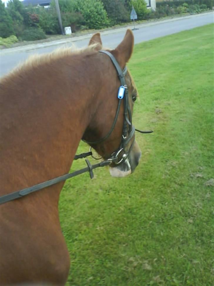 Gøg og gokke på tur XD billede 12