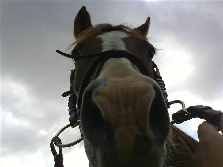 Gøg og gokke på tur XD - Total ynglings billede:') billede 15