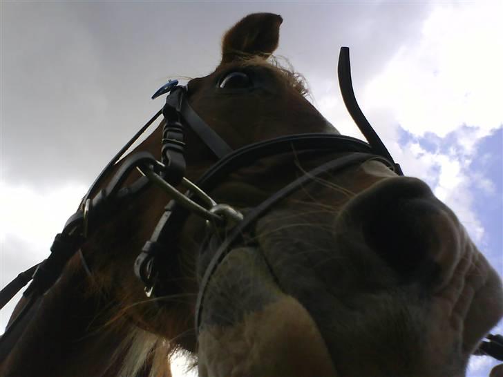 Gøg og gokke på tur XD - KÆMPE HEST!!! XD billede 16