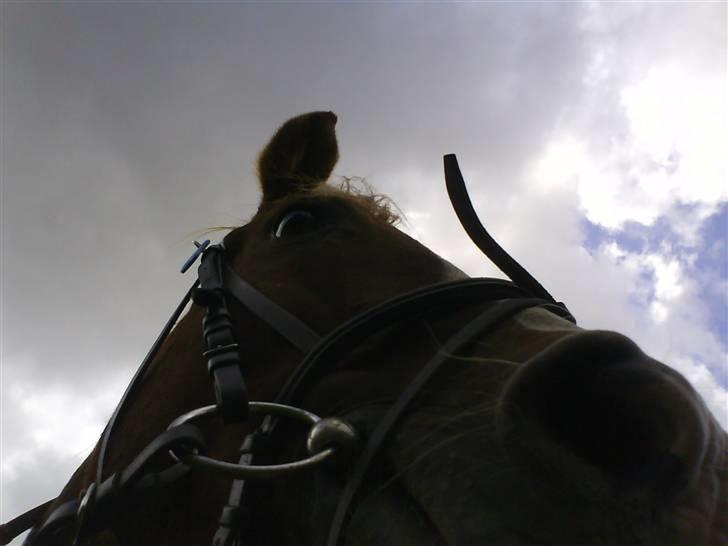 Gøg og gokke på tur XD billede 17