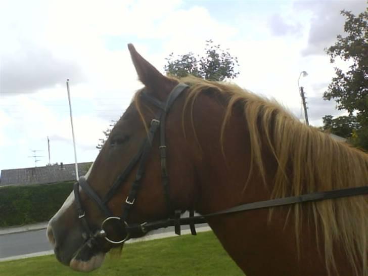 Gøg og gokke på tur XD - Smukke hypper:') billede 2