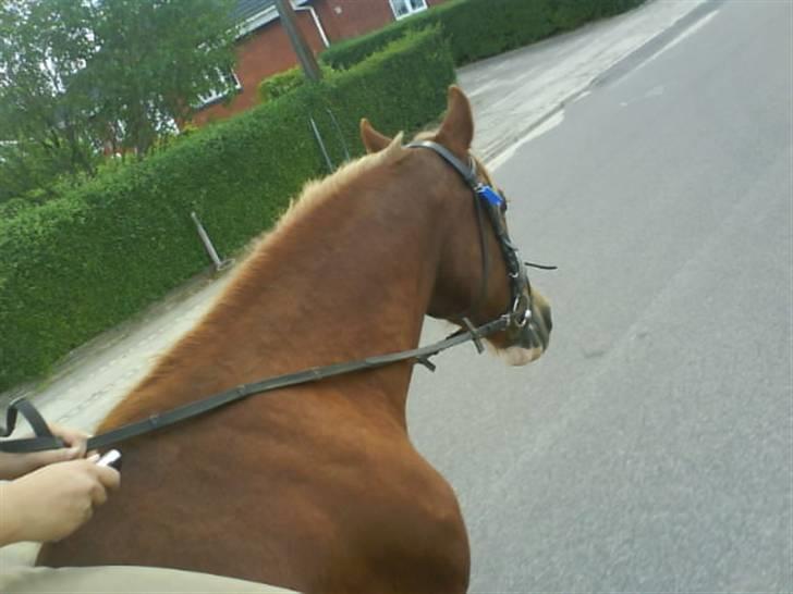 Gøg og gokke på tur XD billede 36