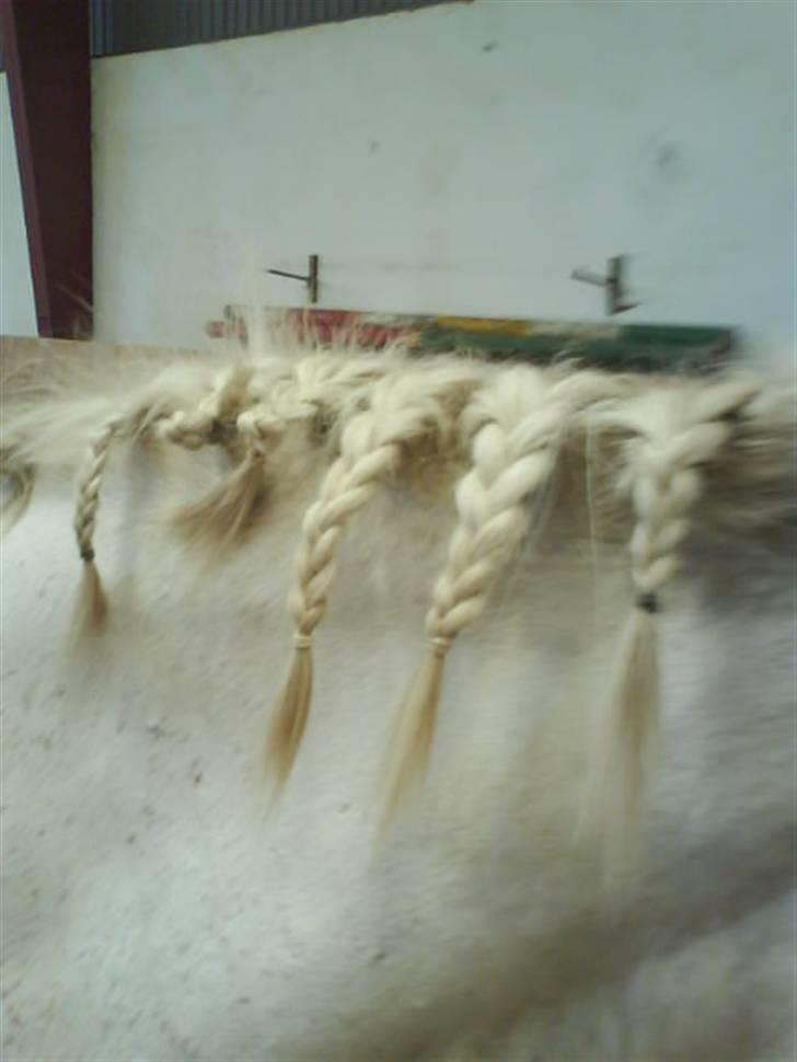 Gøg og gokke på tur XD - Bølles smukke fletninger! billede 45