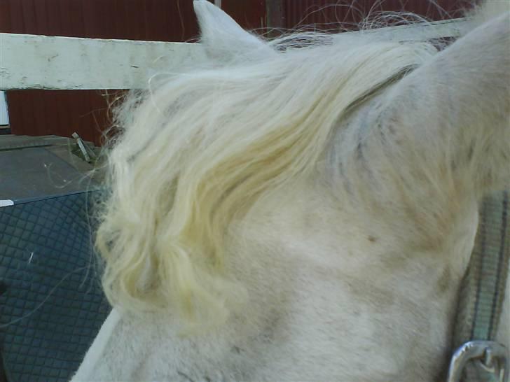 Gøg og gokke på tur XD billede 46