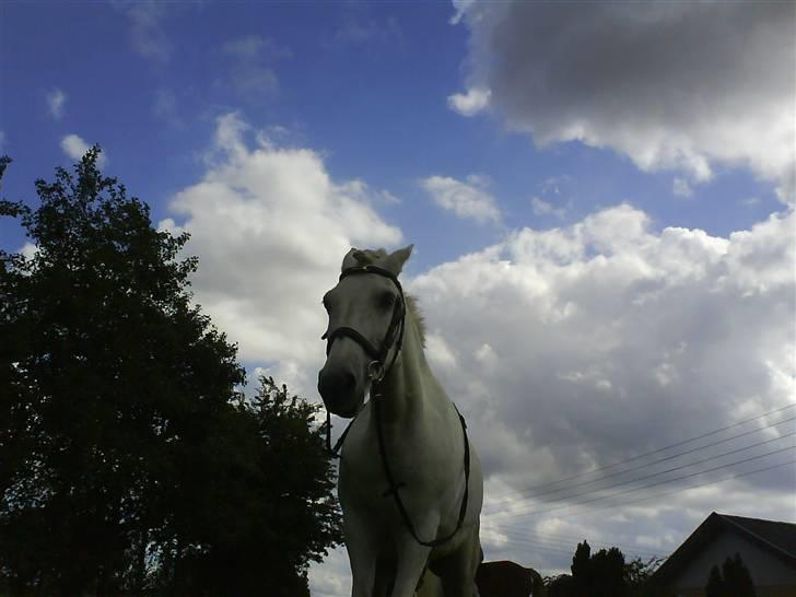 Gøg og gokke på tur XD - Store bounty billede 47