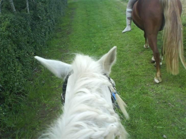 Gøg og gokke på tur XD billede 49