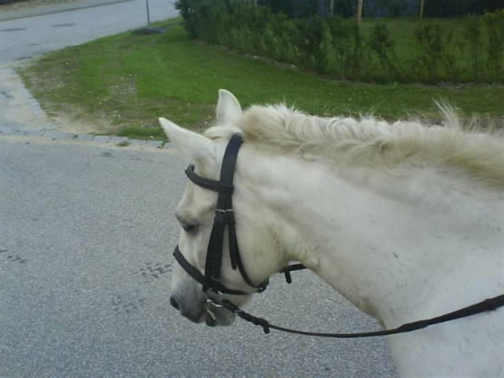 Gøg og gokke på tur XD billede 54