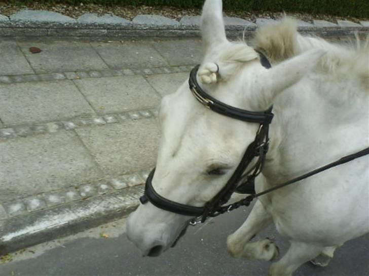 Gøg og gokke på tur XD billede 83