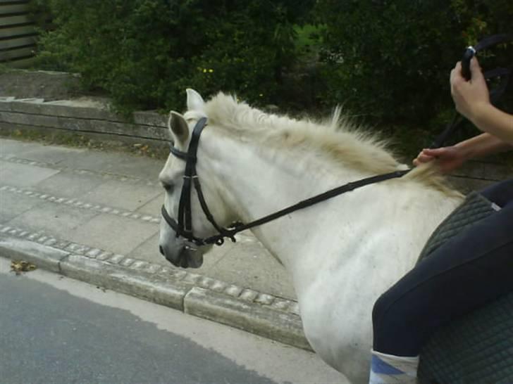 Gøg og gokke på tur XD billede 85