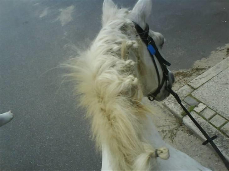 Gøg og gokke på tur XD billede 86