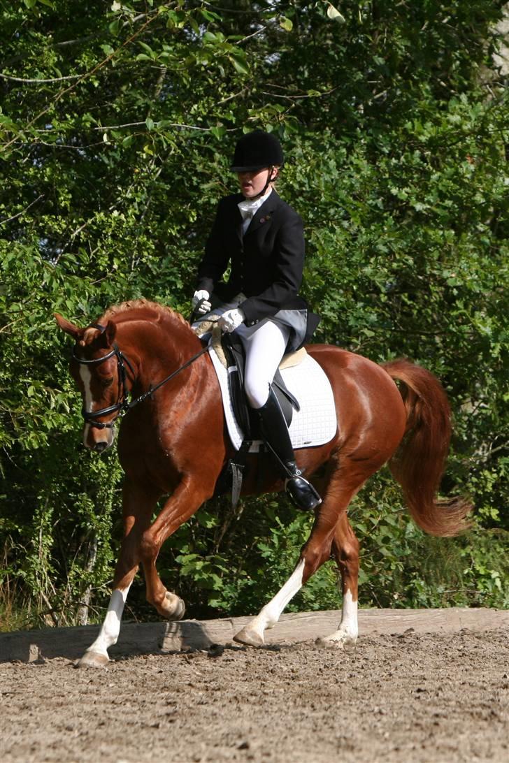 Fotograf: maria langhoff - Galop. billede 5