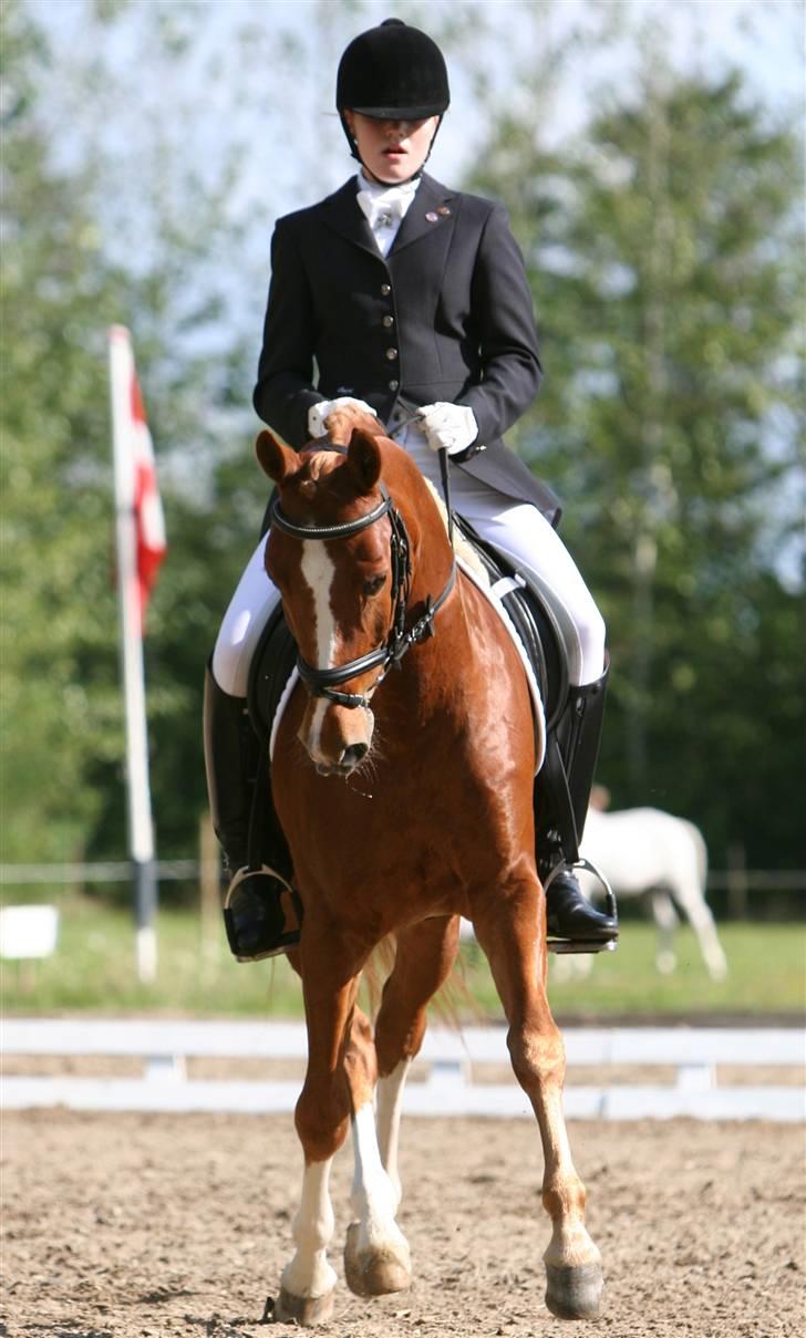 Fotograf: maria langhoff - Lækker lækker lækker pony!
 - her i en rigtig god schenkelvigning.. billede 1