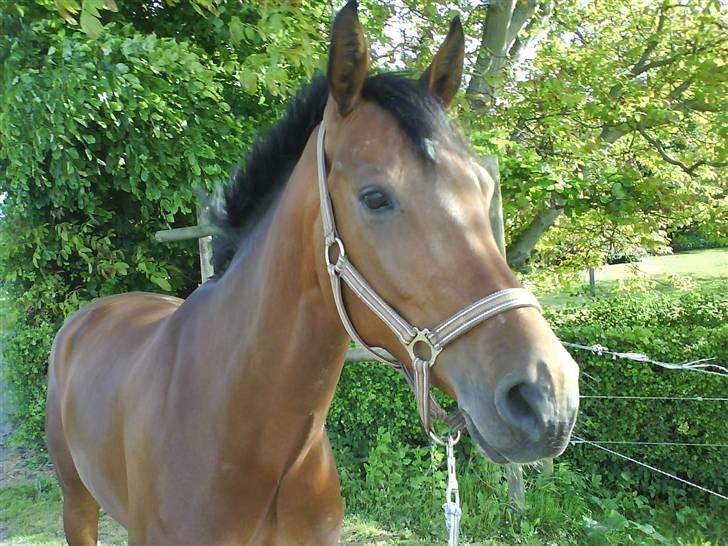 Optimal,toftehøjs cre'diva,romolus og lucky star - Crediva :D billede 2