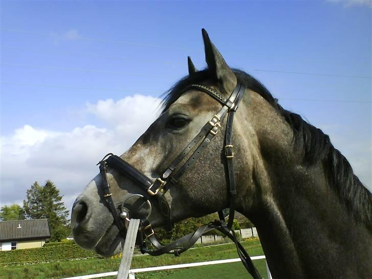 Optimal,toftehøjs cre'diva,romolus og lucky star - Lucky star :D billede 3