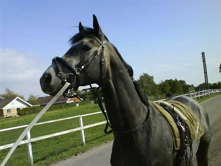 Optimal,toftehøjs cre'diva,romolus og lucky star - Lucky :) billede 1