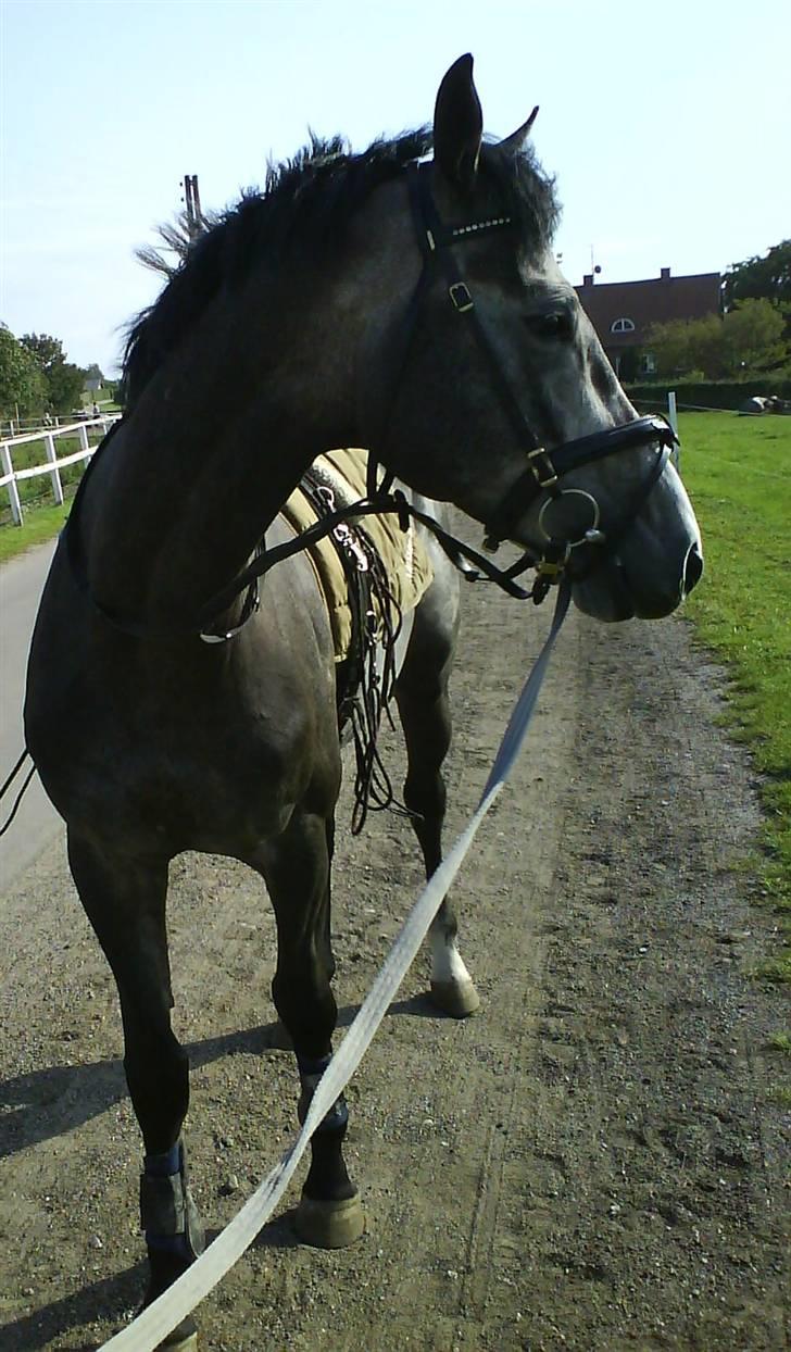 Optimal,toftehøjs cre'diva,romolus og lucky star - Lucky :D billede 12