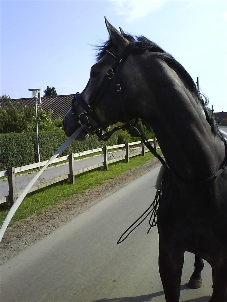 Optimal,toftehøjs cre'diva,romolus og lucky star - Lucky på den første tur uden for baunehøj :D billede 13