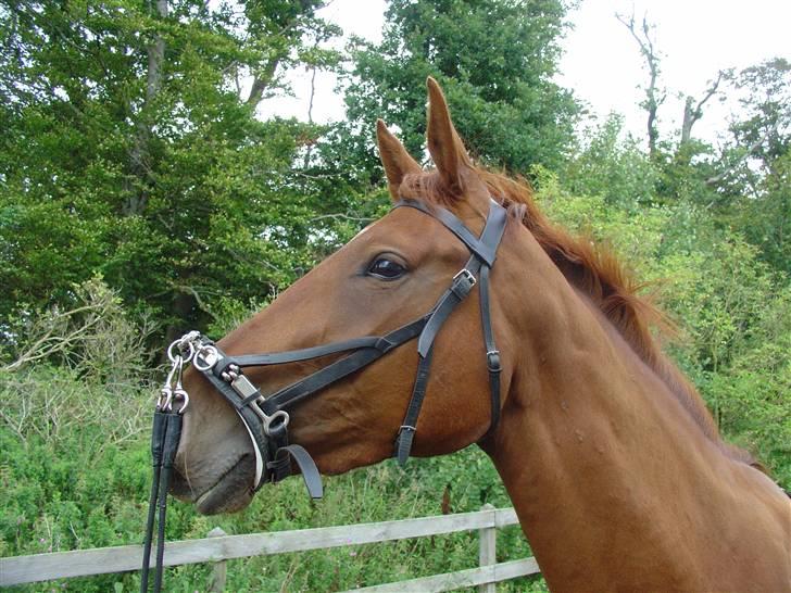 Træning i kapsun og køreliner billede 1