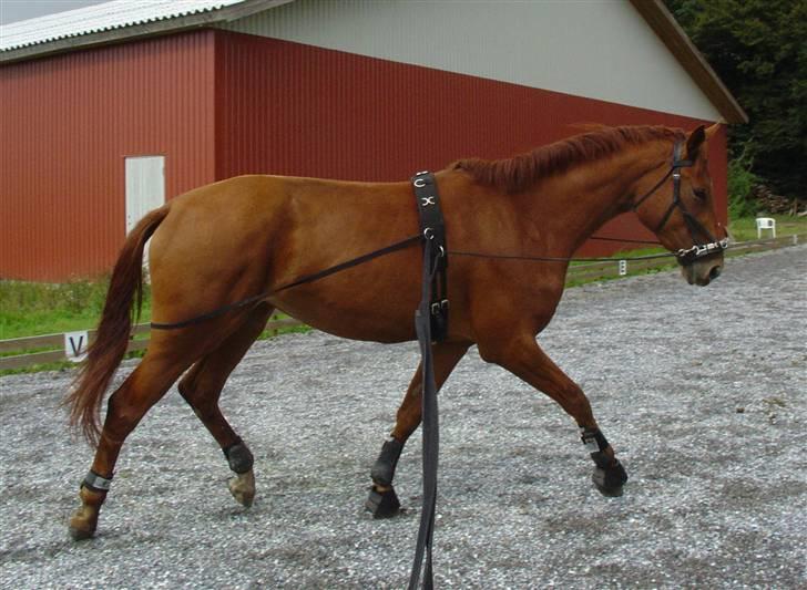 Træning i kapsun og køreliner billede 6