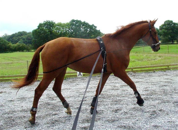 Træning i kapsun og køreliner billede 7