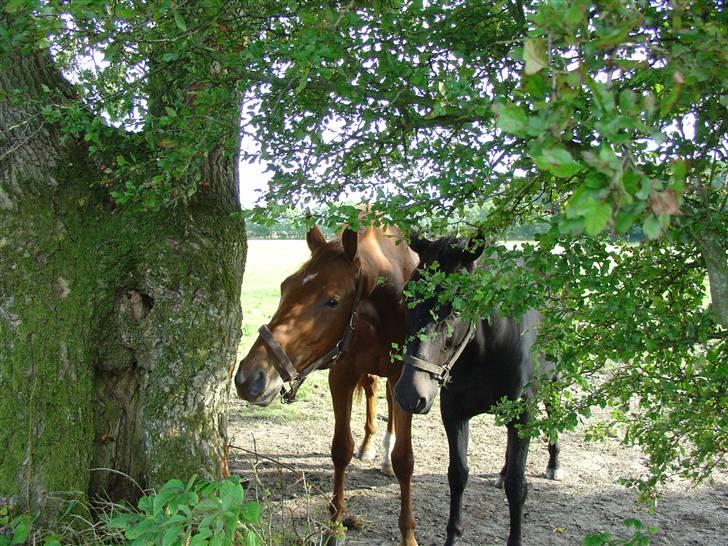 Træning i kapsun og køreliner billede 2