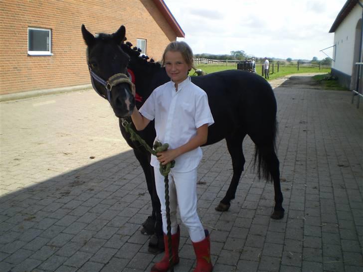 Stævne med Beauty i SydJysk Rideklub Rødekro - Beauty skal lige ud på marken over på Riisgaard, lige kommet hjem fra stævnet. billede 5