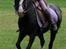 S0LGT - Welsh Mountain Bryndulais Gypsy