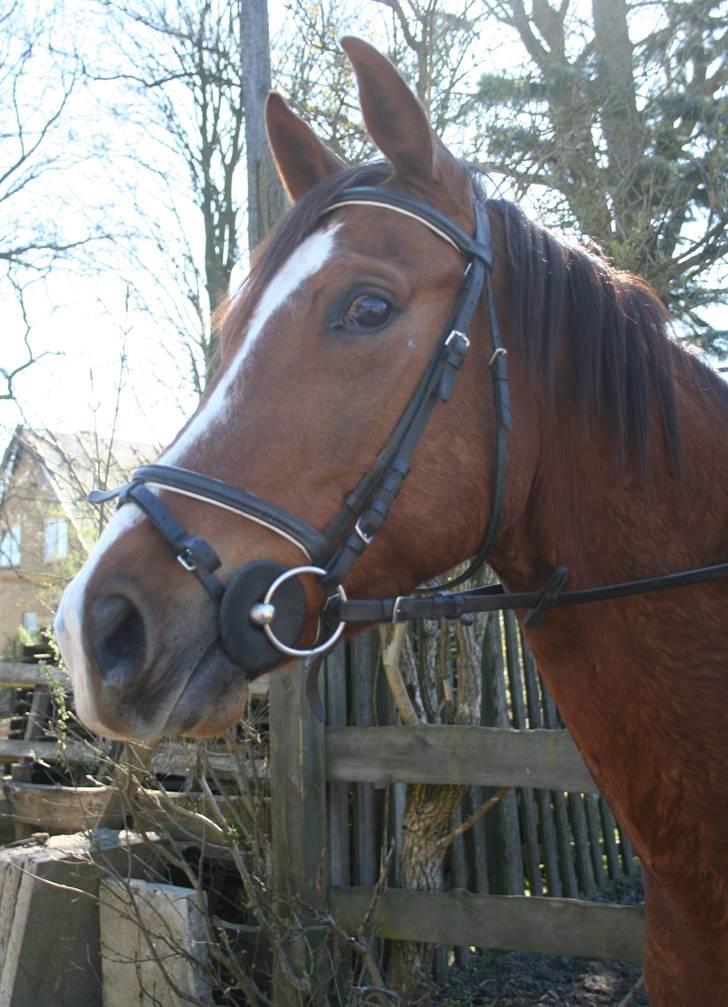 Gg stævne på bagsværd fort - Oskar billede 43